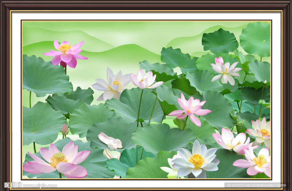 荷花国画