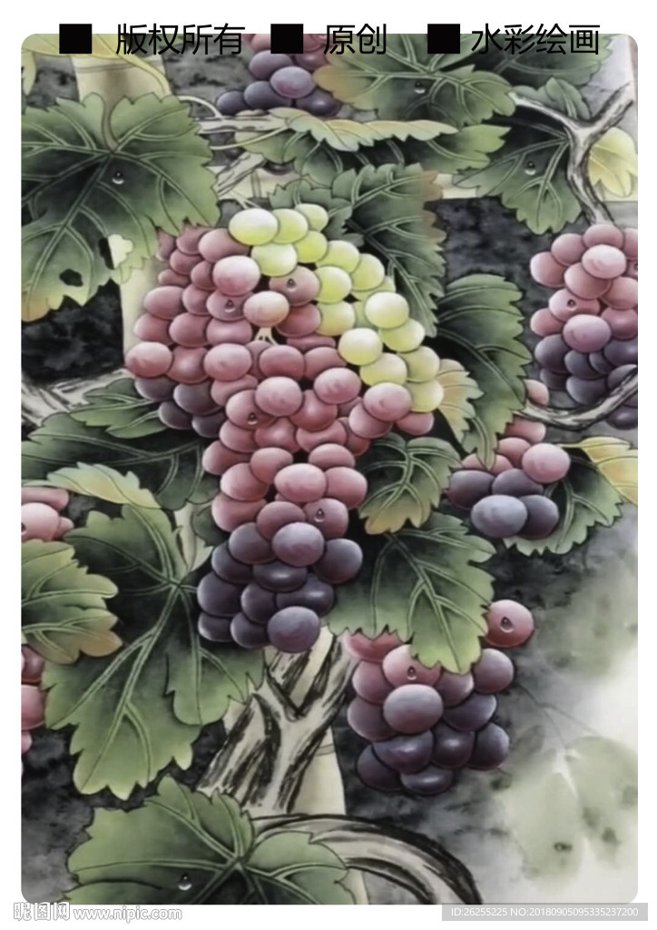 彩绘 葡萄 水彩 手绘葡萄