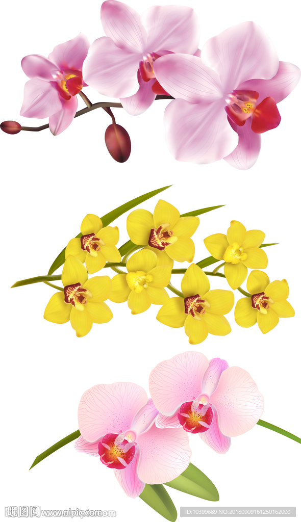 鲜艳美丽花朵花卉素材图