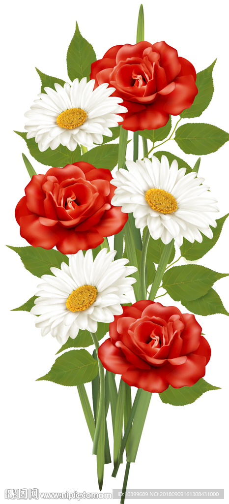 绽开的花朵菊花美丽素材