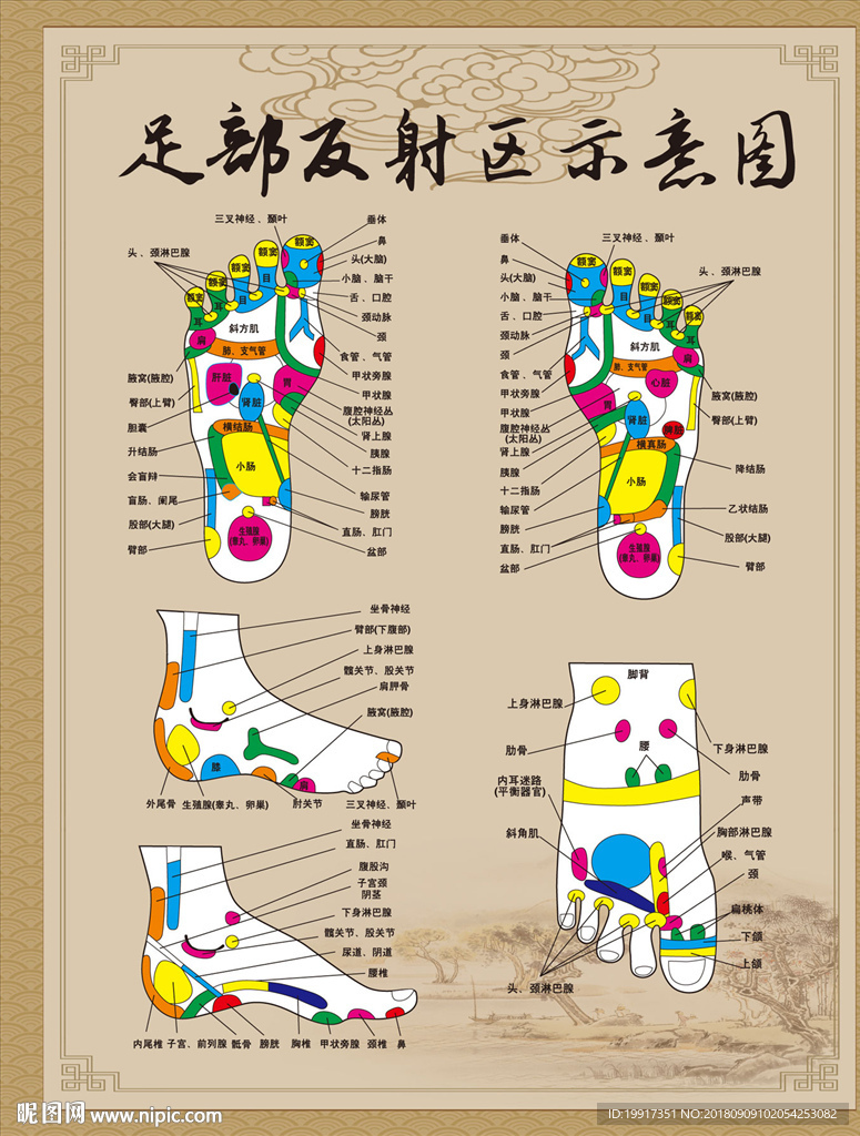 足部神经反射区示意图