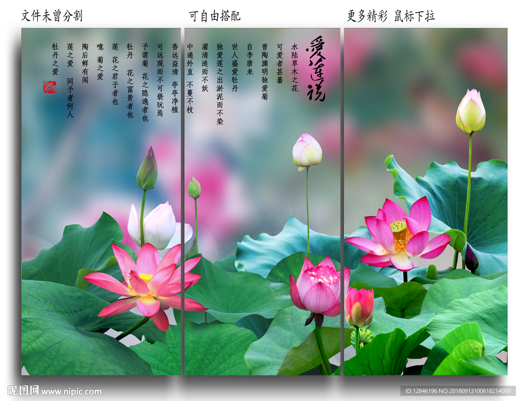 国画荷花