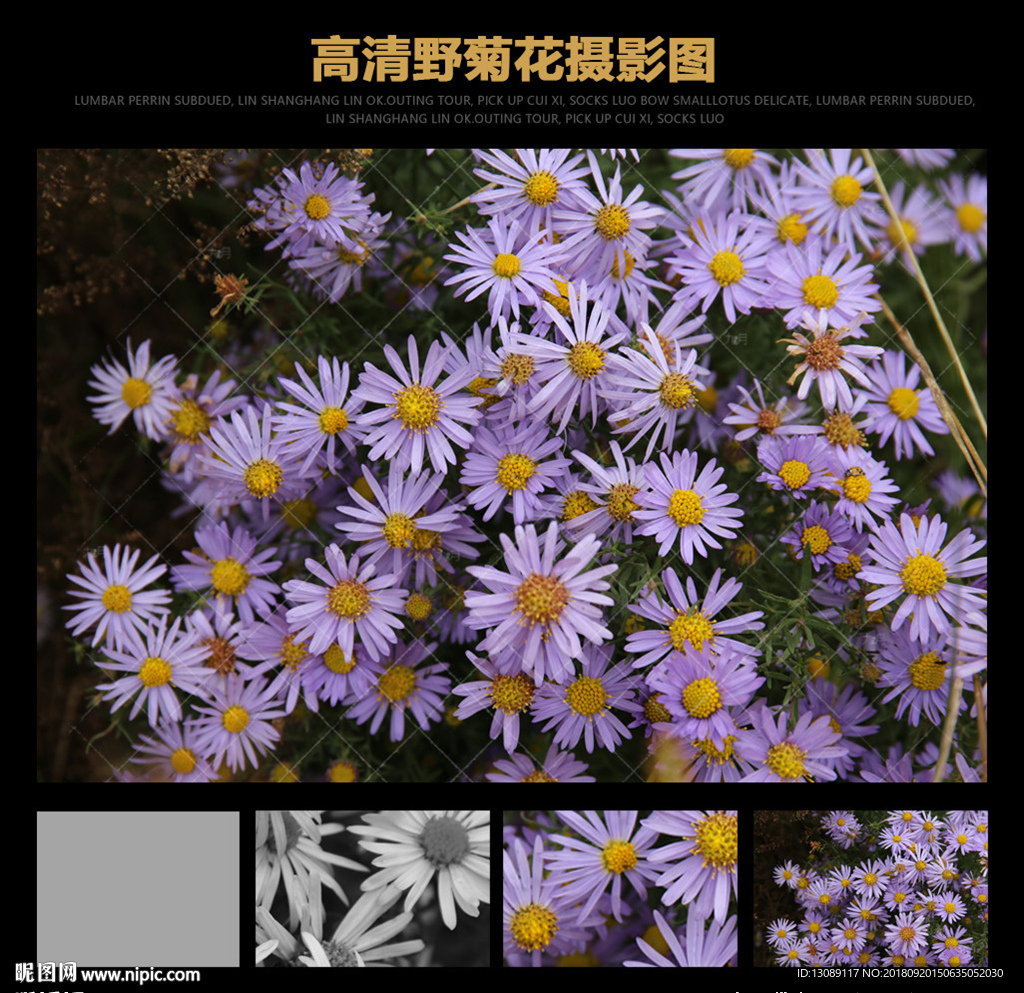 野菊花野外高清摄影图