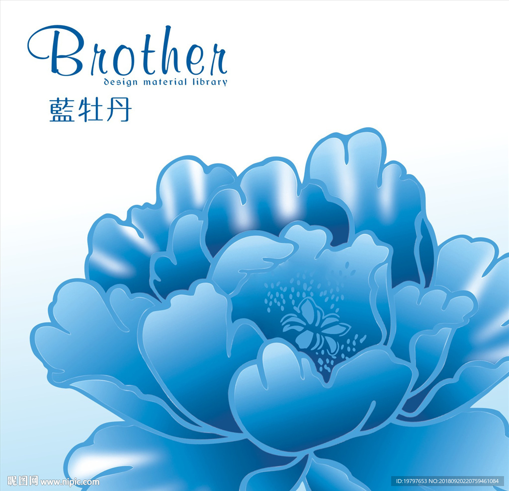 牡丹花