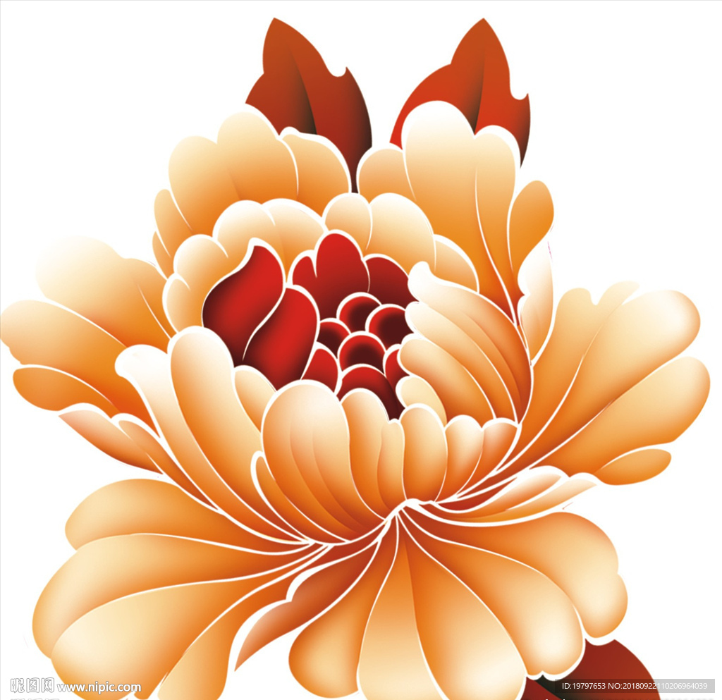 牡丹花