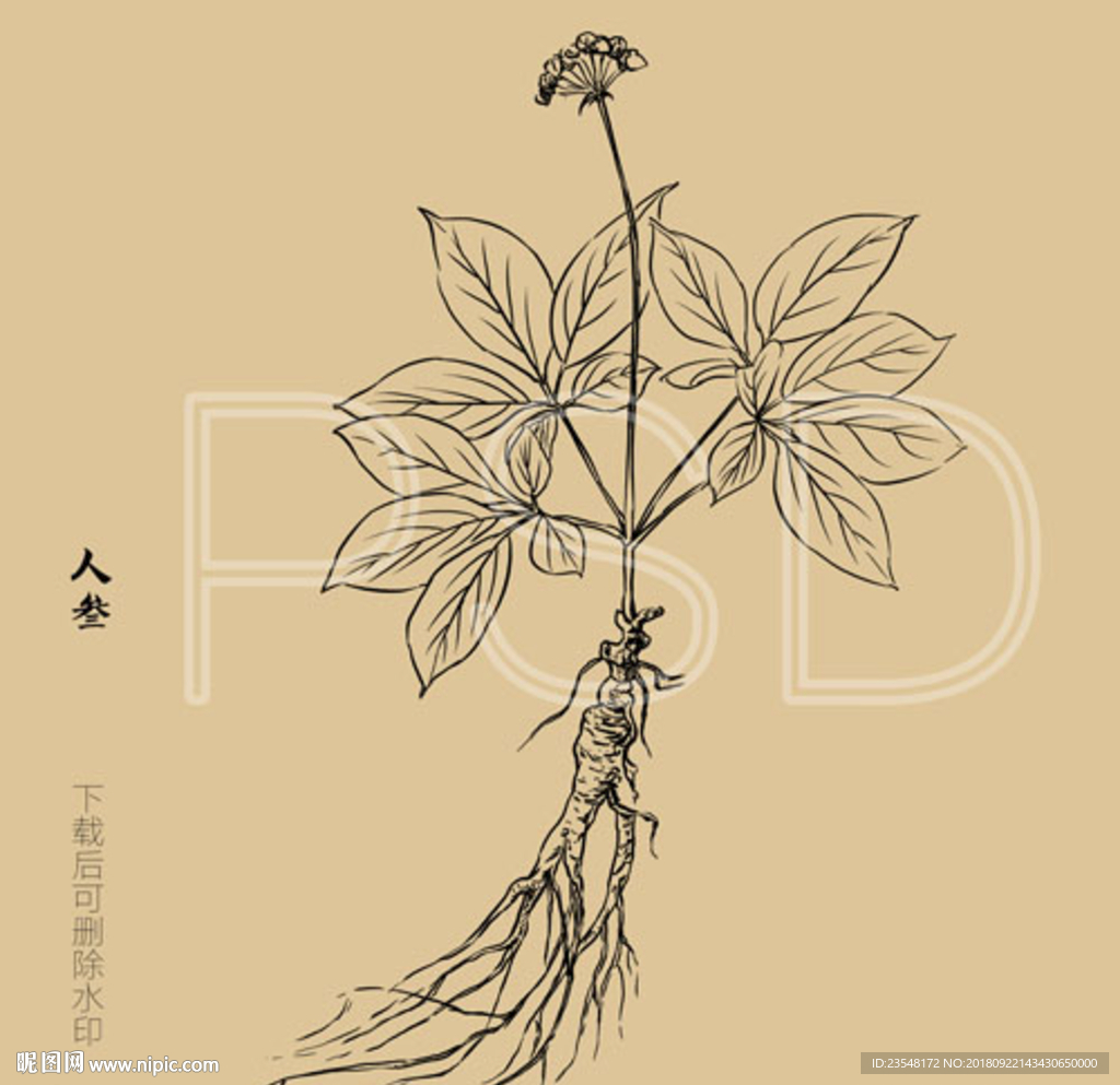 人参