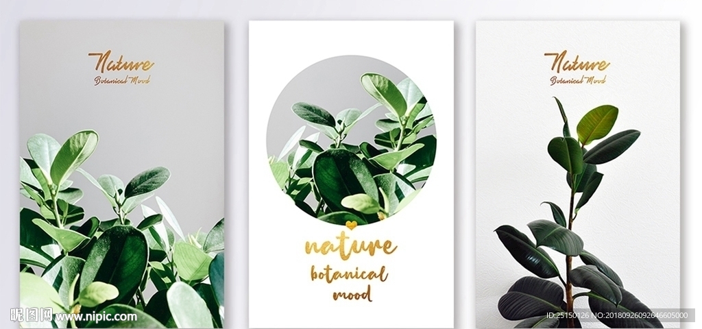 小清新植物装饰画