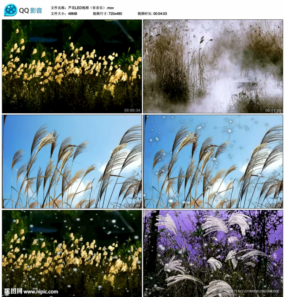 芦花 歌曲LED舞台背景视频