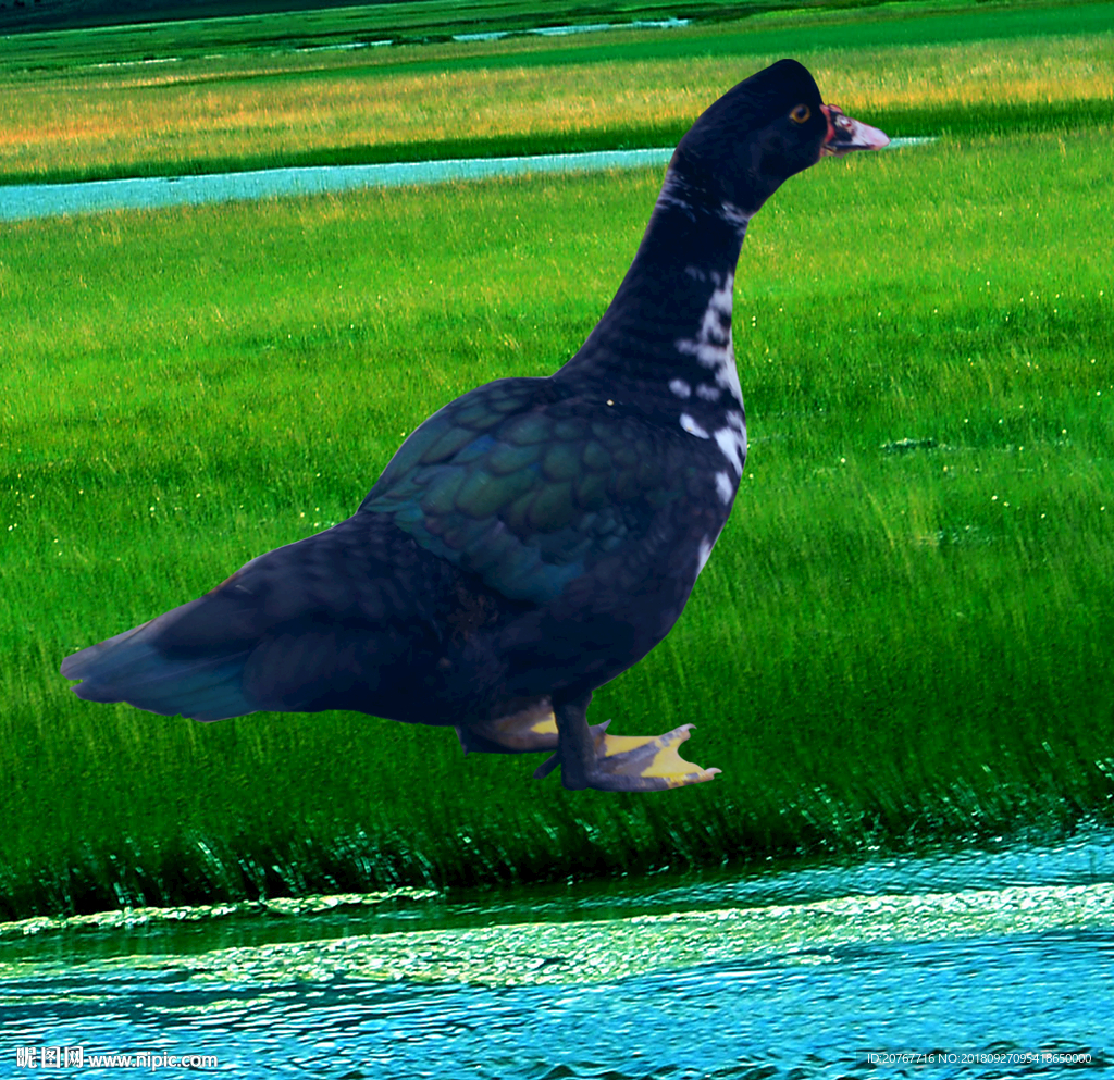 鸭子