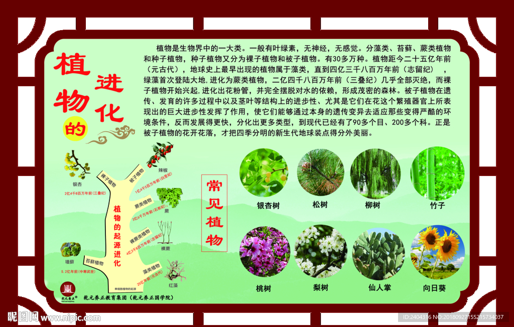 国学文化  植物的进化展板