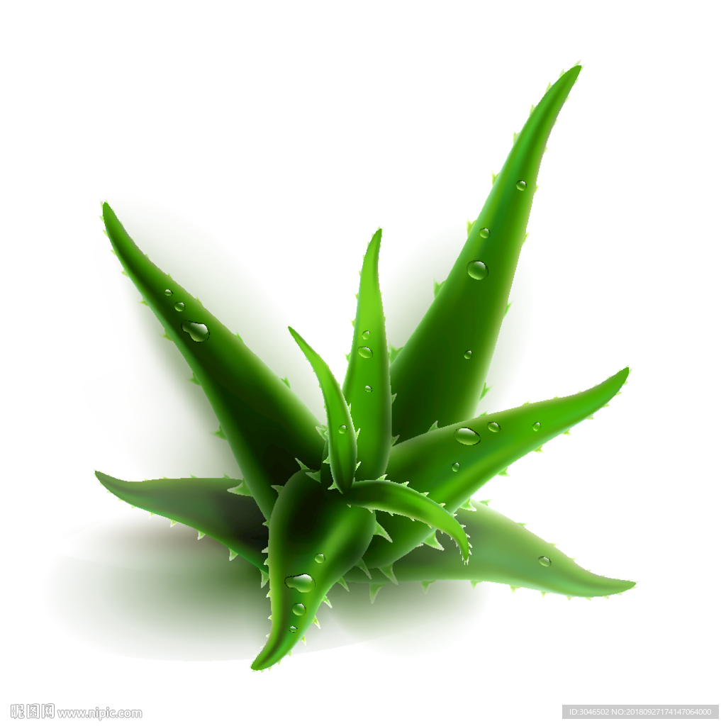 手绘矢量芦荟植物素材