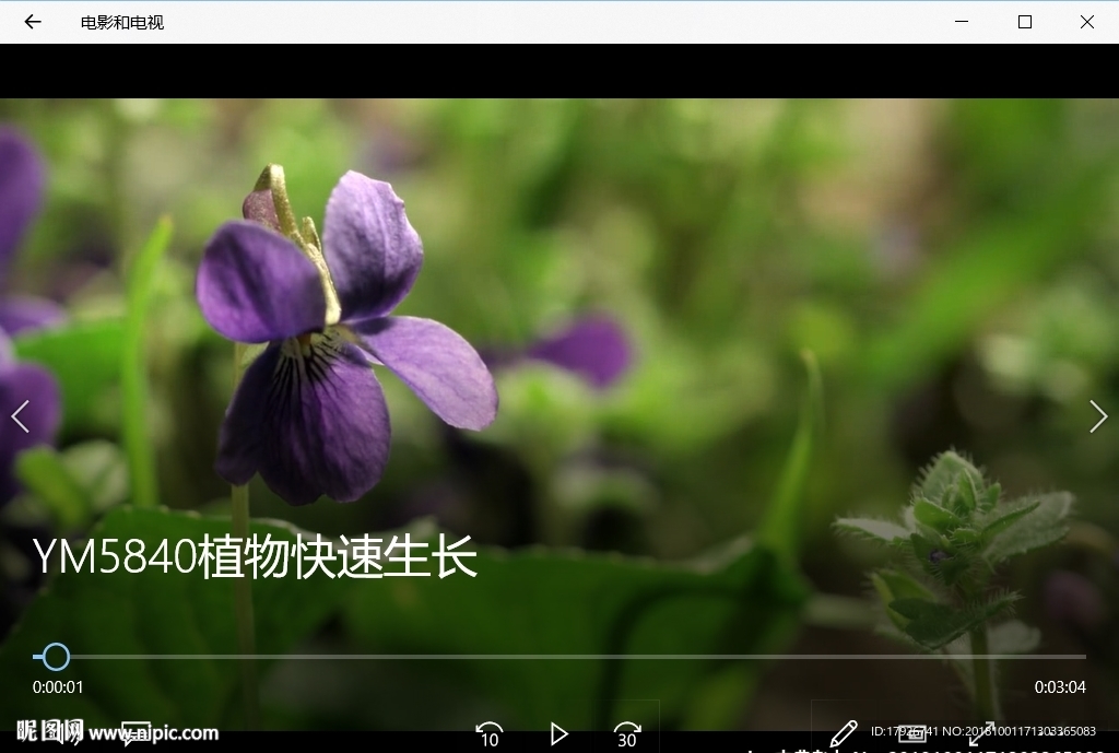 清晨森林自然风景植物花卉生长