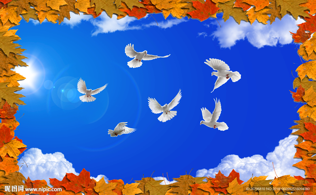 天空 鸽子