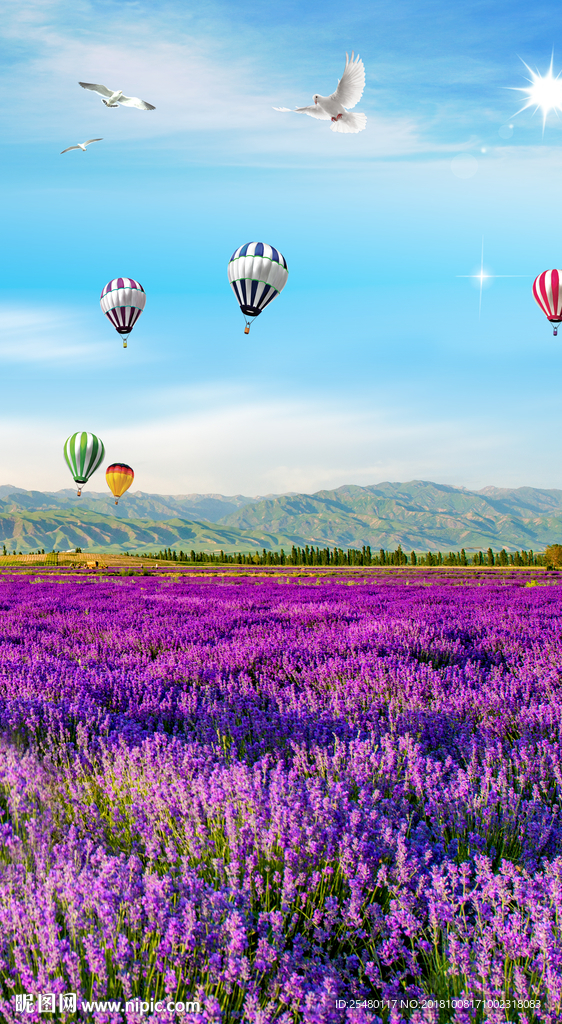 唯美薰衣草图片