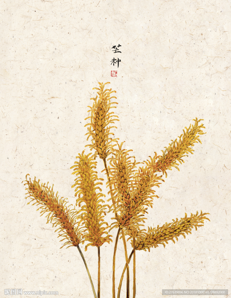 中式民俗 二十四节气 芒种