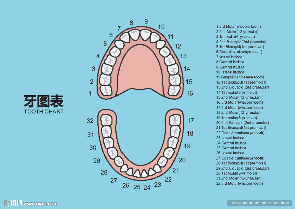 牙齿分区象限图图片
