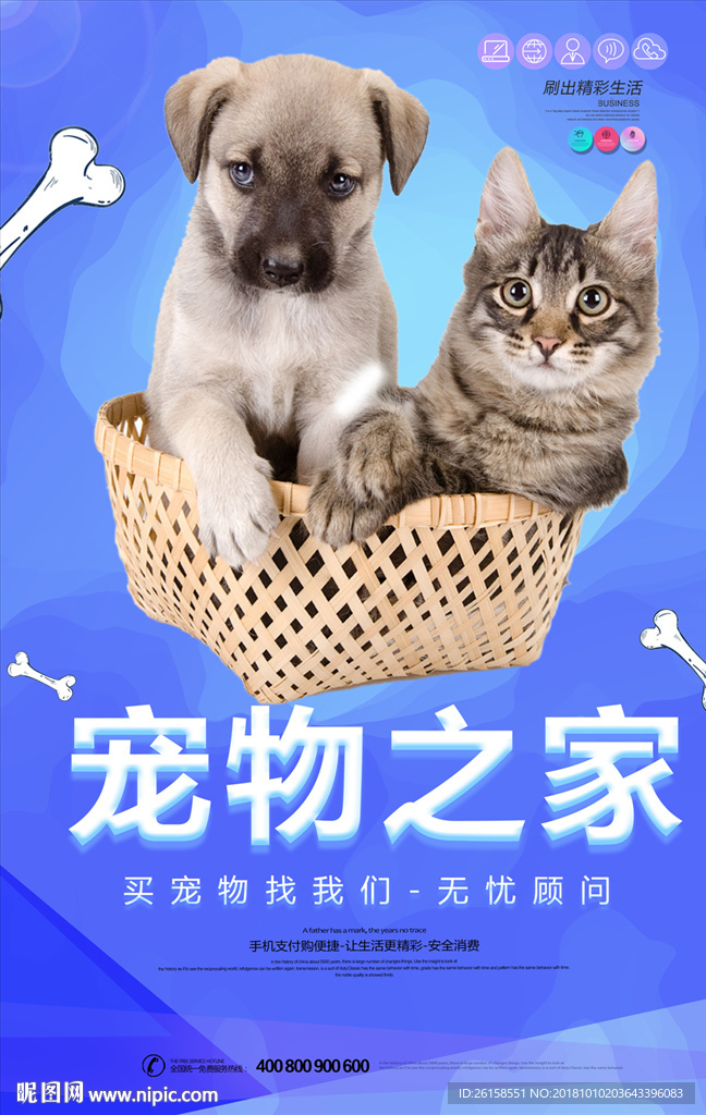 宠物
