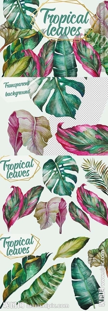 手绘水彩热带植物