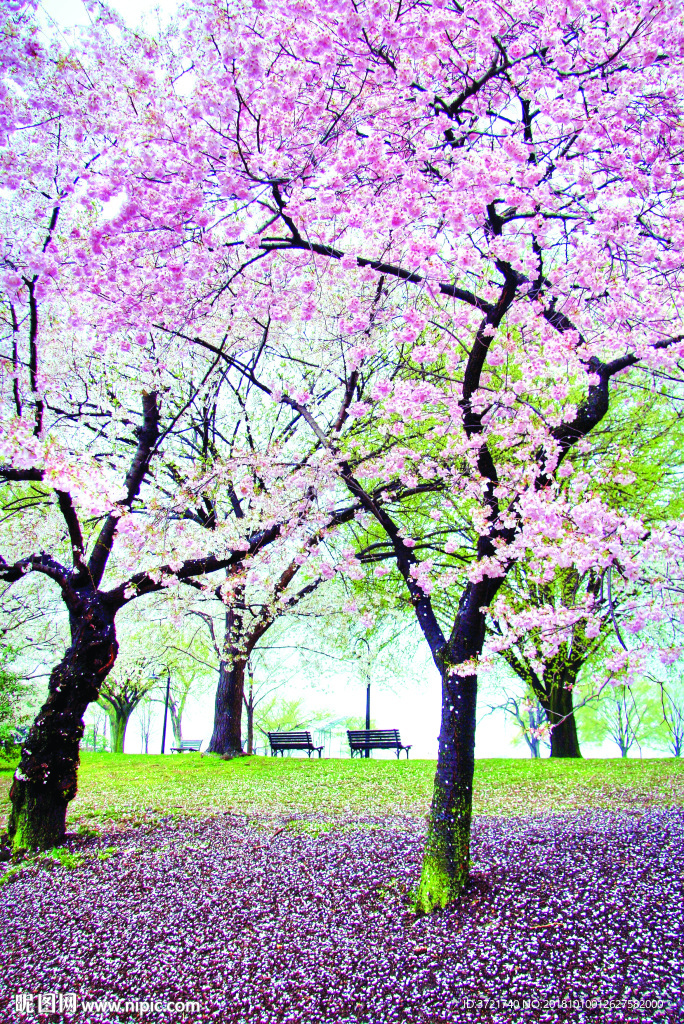 桃花树下