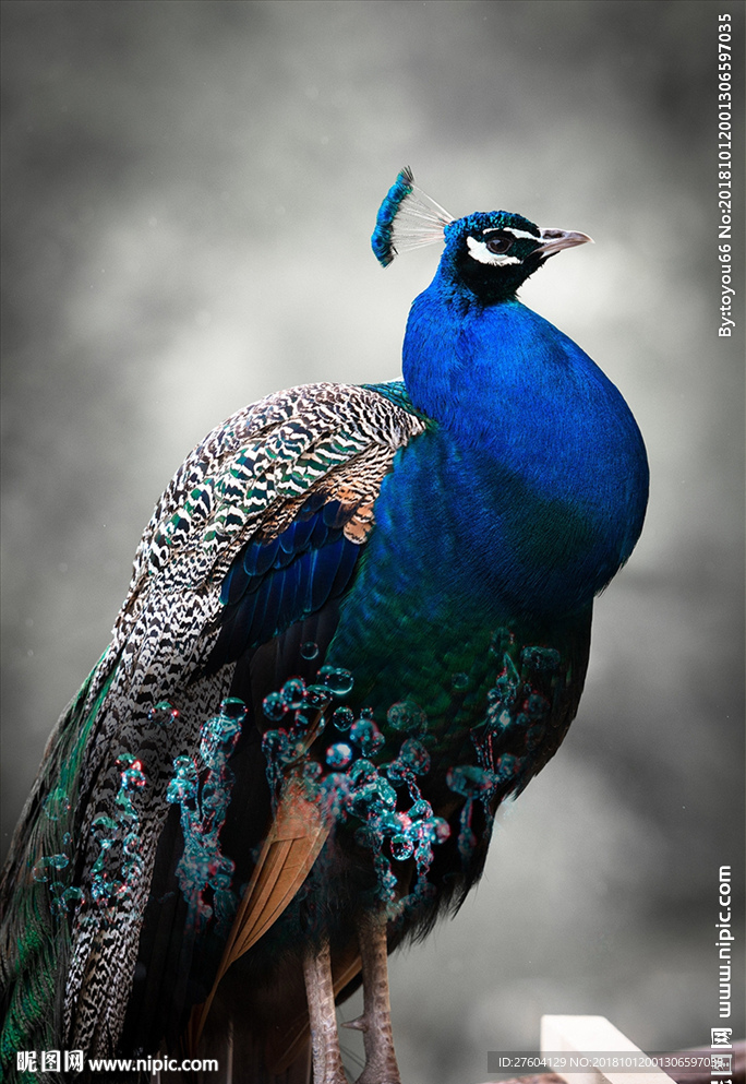 高贵孔雀剪影创意装饰画