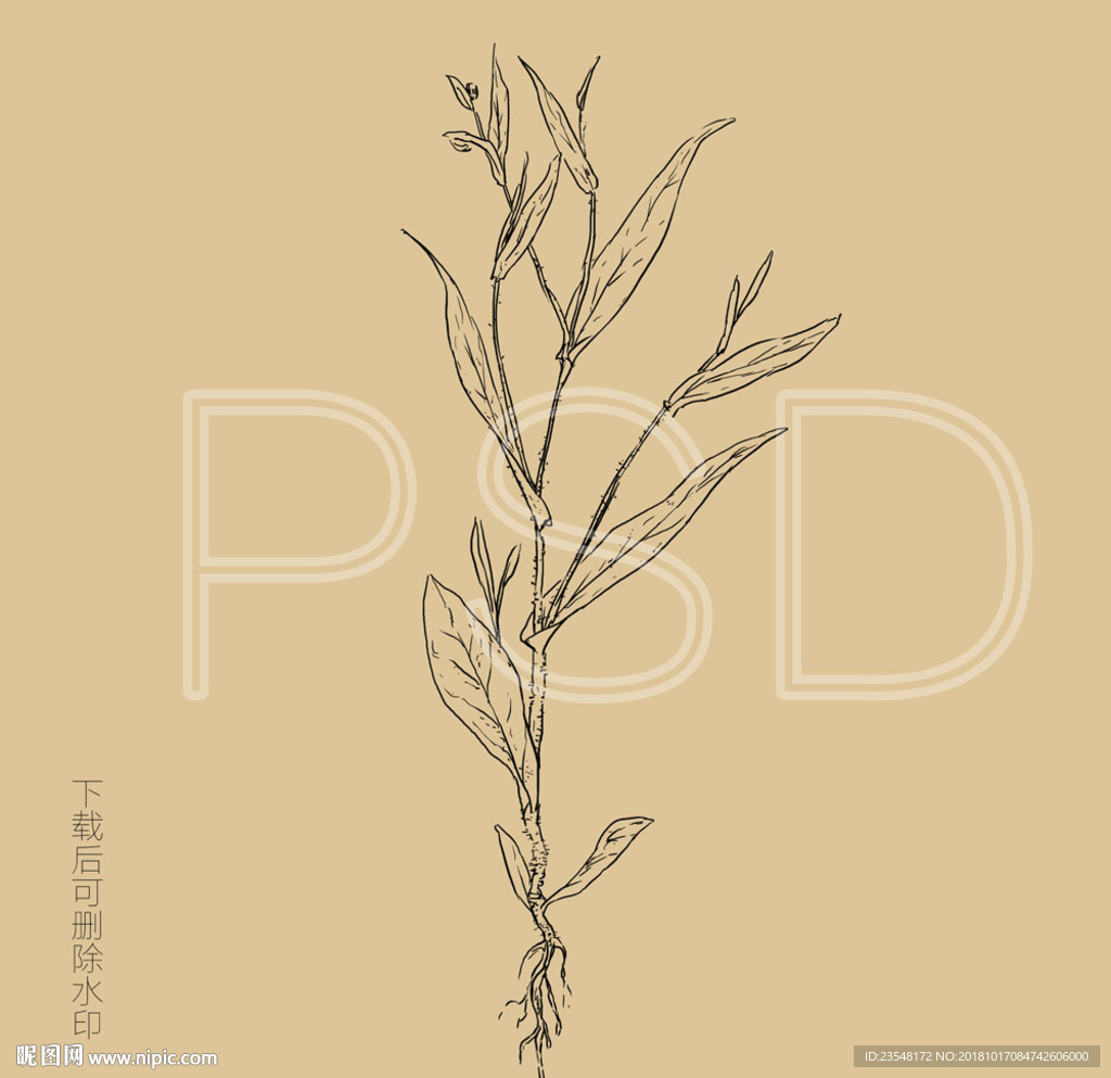 鸡娃草