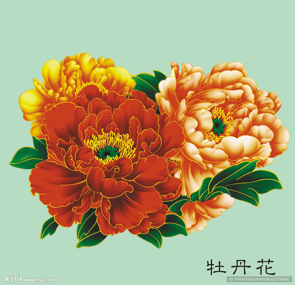 牡丹花