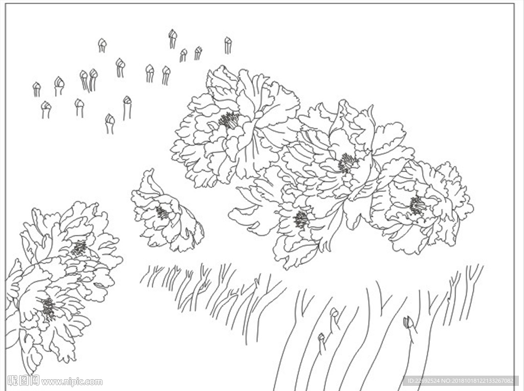牡丹花