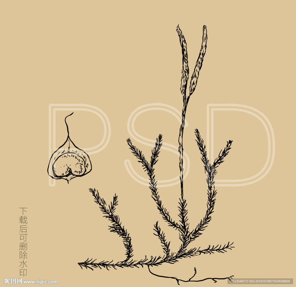 伸筋草