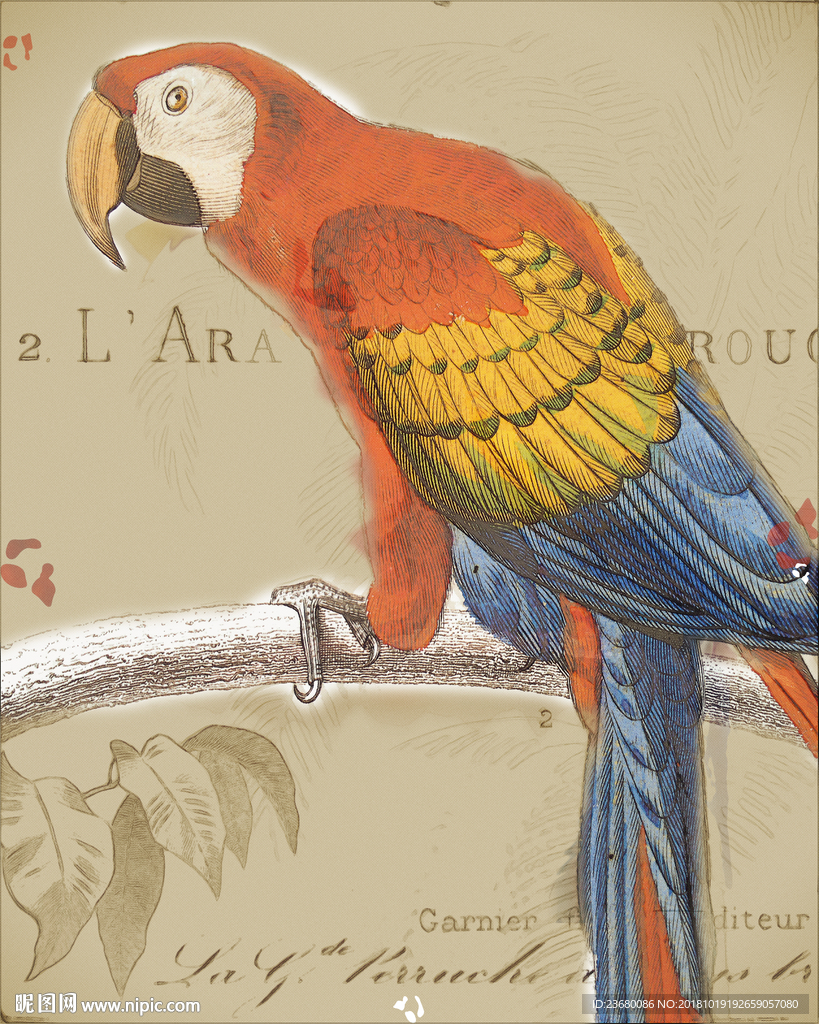 鹦鹉装饰画