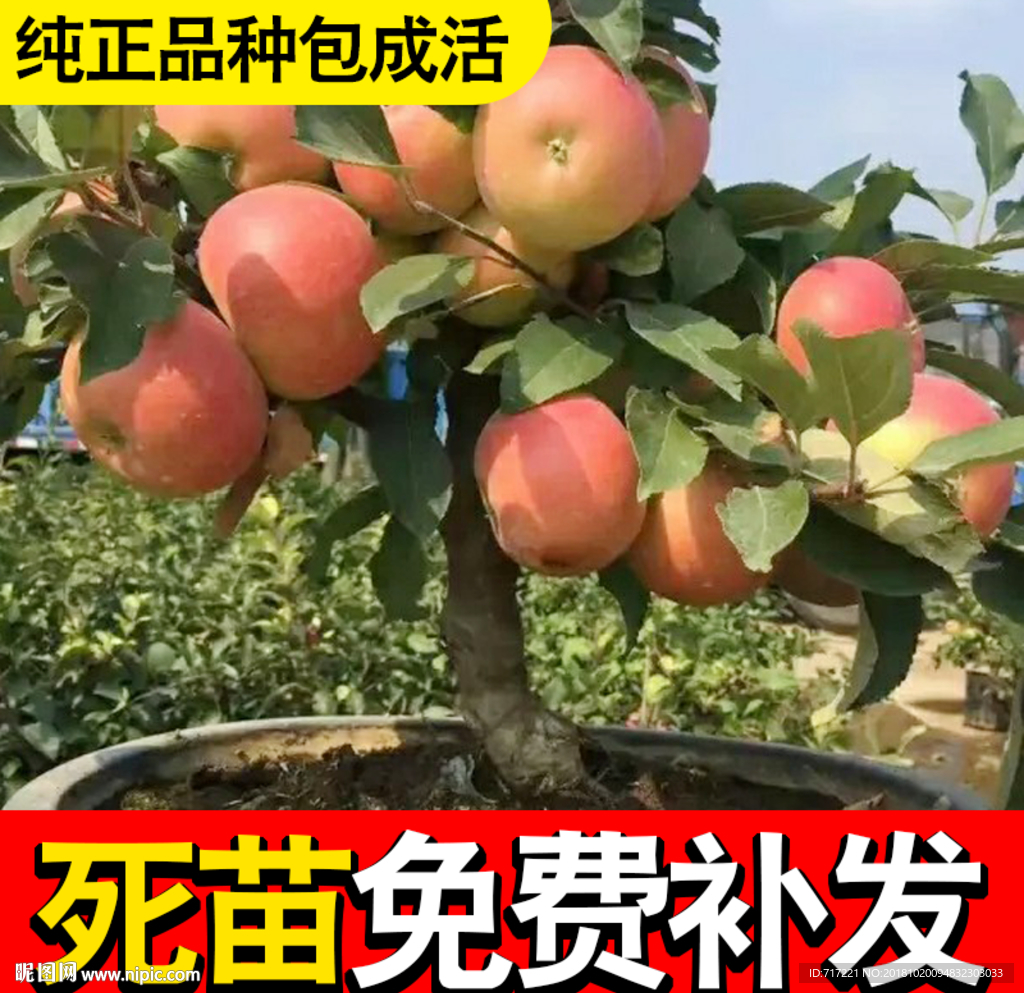 苹果树苗创意直通车图设计模版