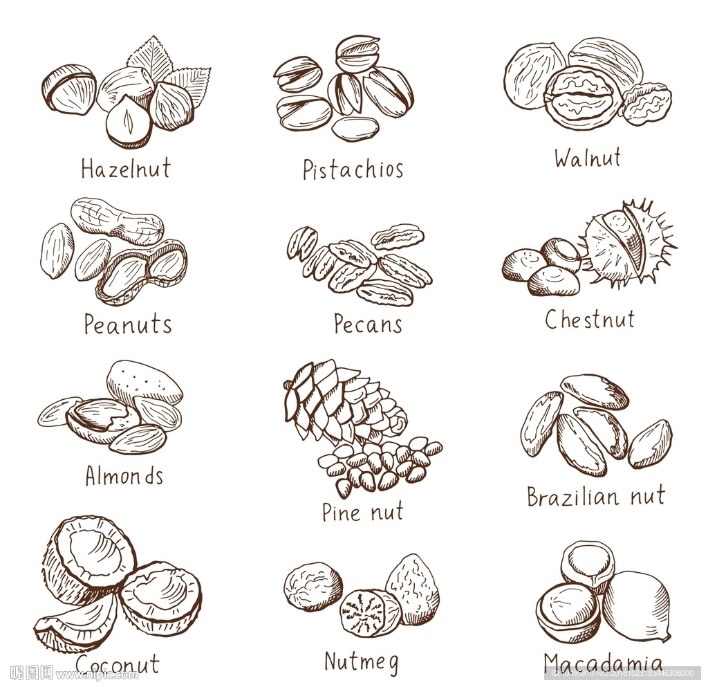 坚果图标 实物图标 蔬菜图标