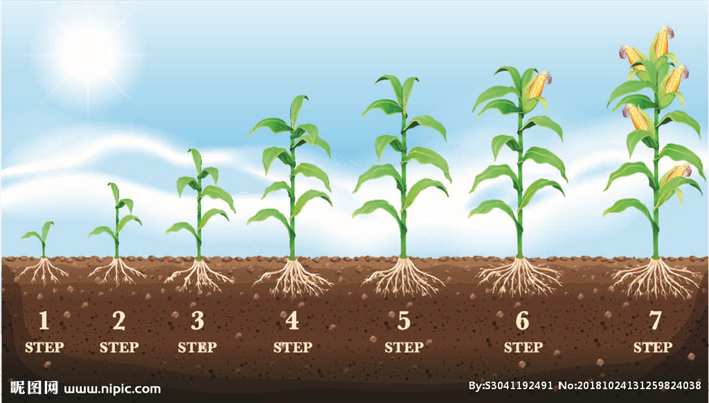 玉米生长过程矢量插画图片