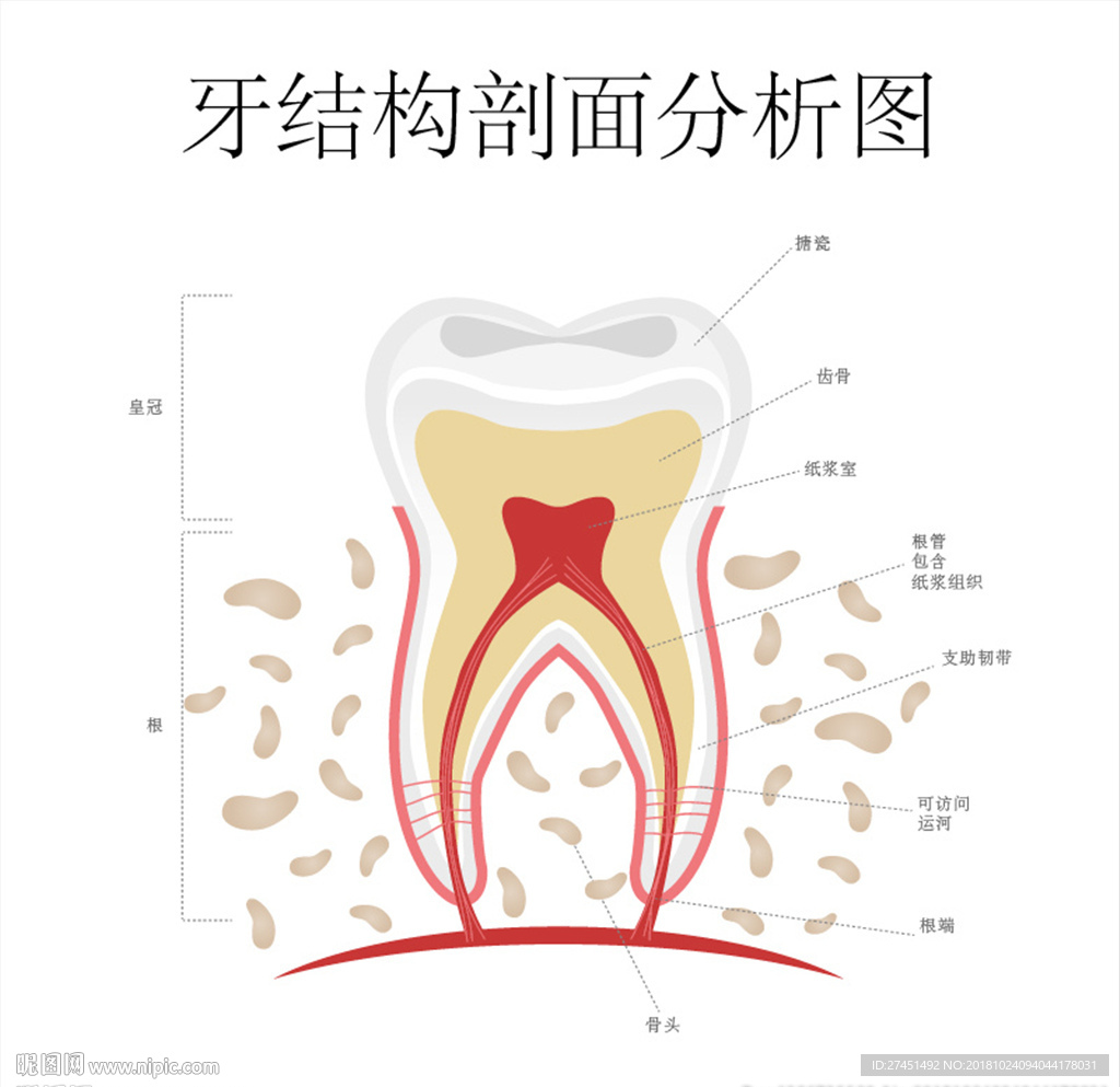 牙结构