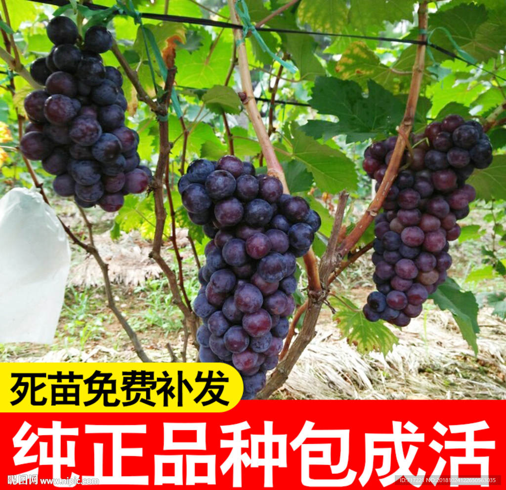 PS葡萄创意直通车主图模版下载
