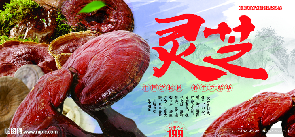 灵芝