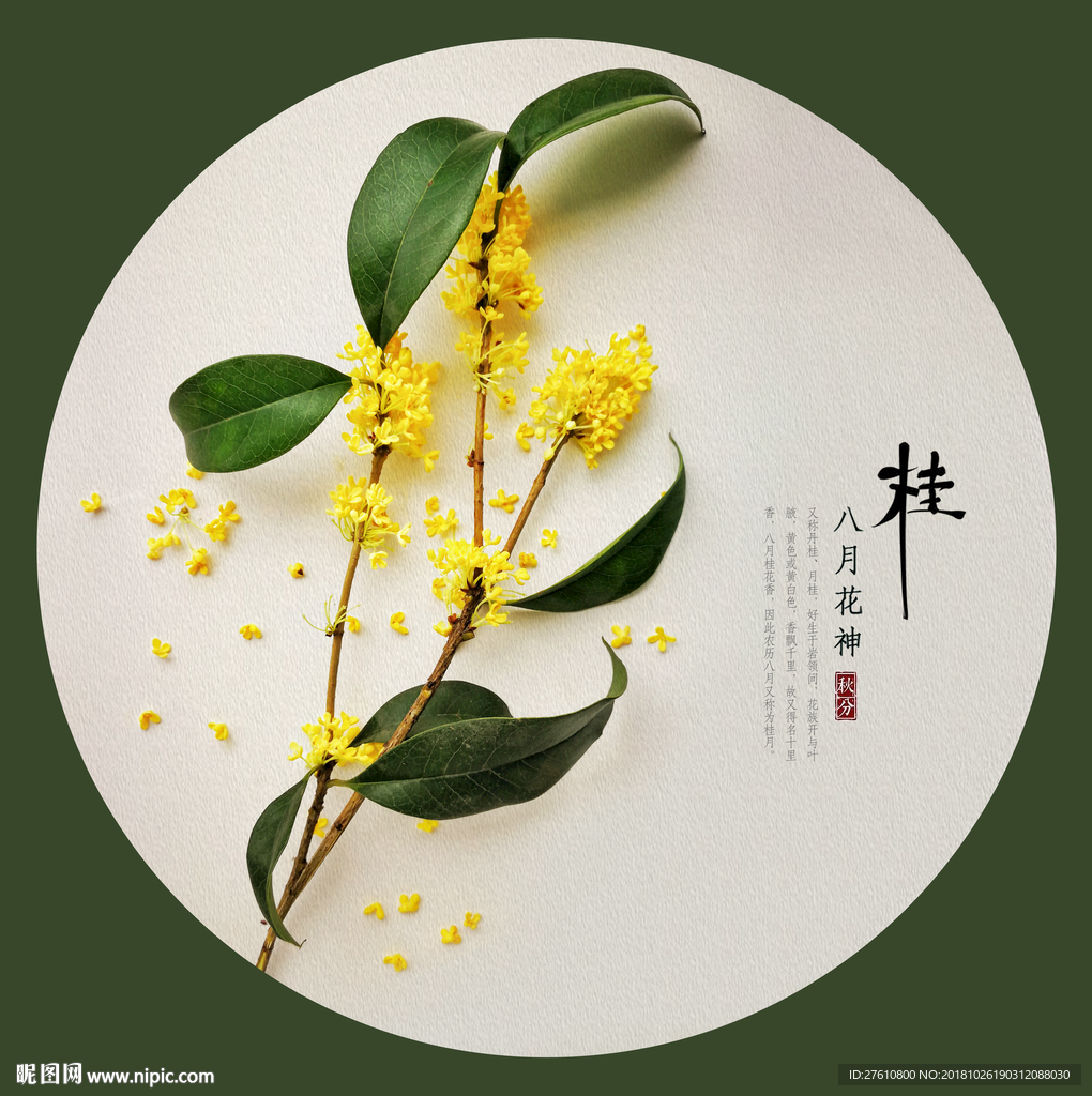 桂花