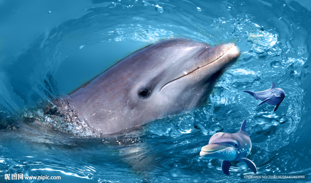 海豚