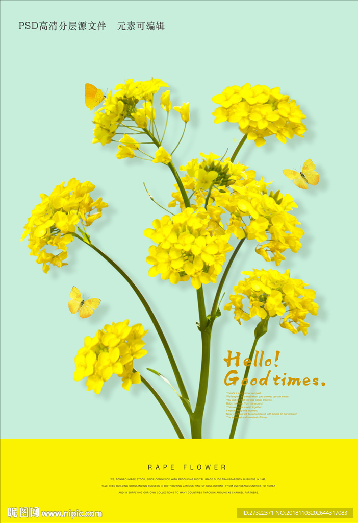 油菜花