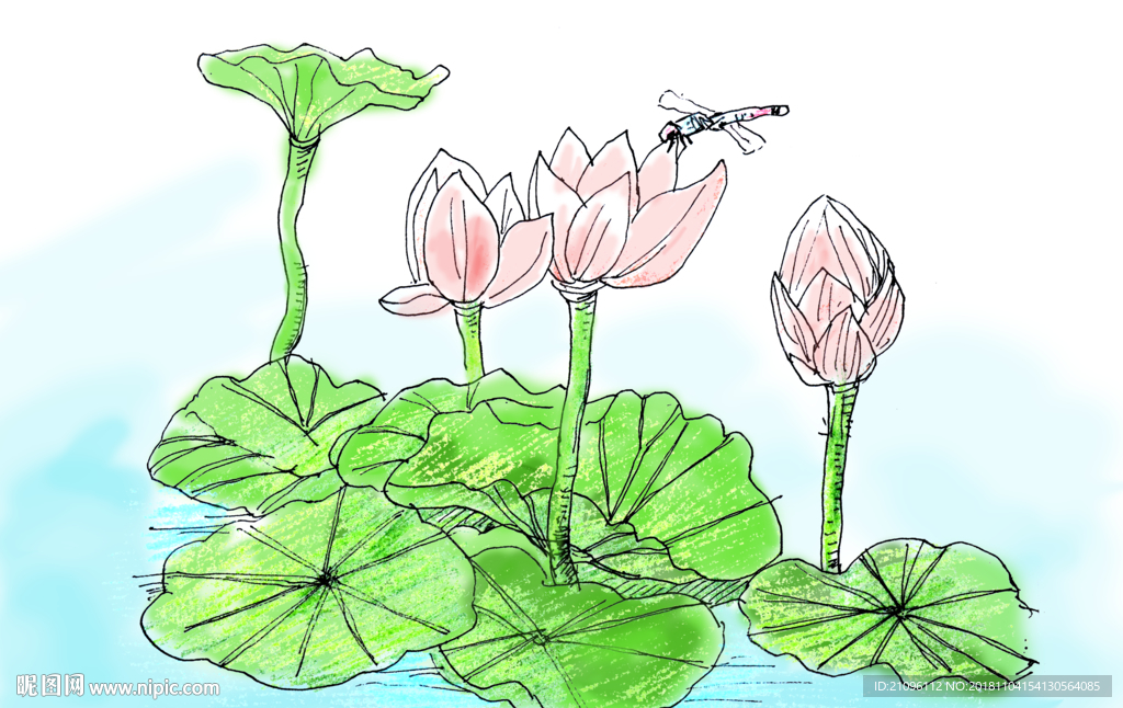 荷花图