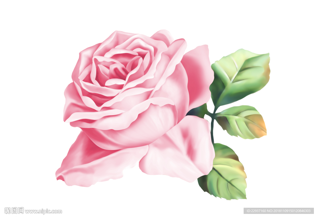 手绘玫瑰花