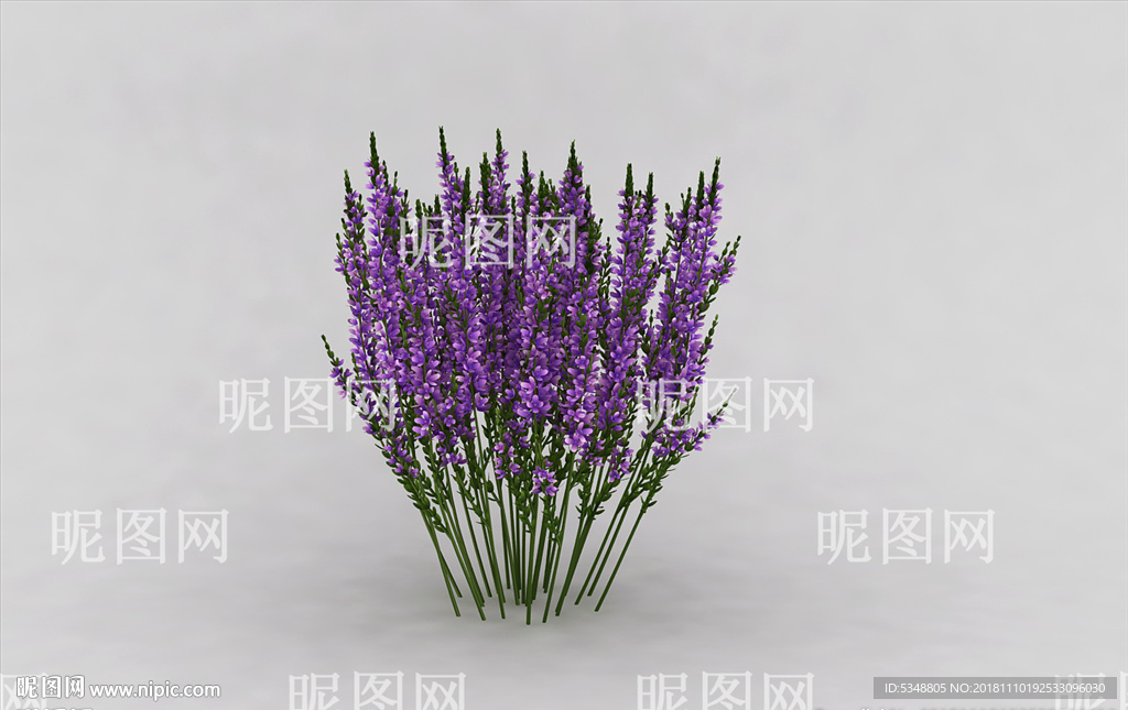 薰衣草