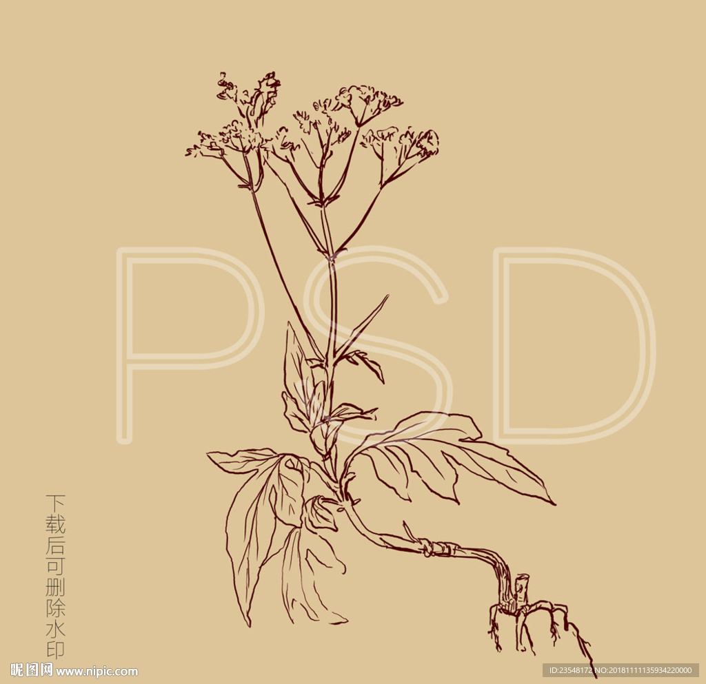黄花败酱