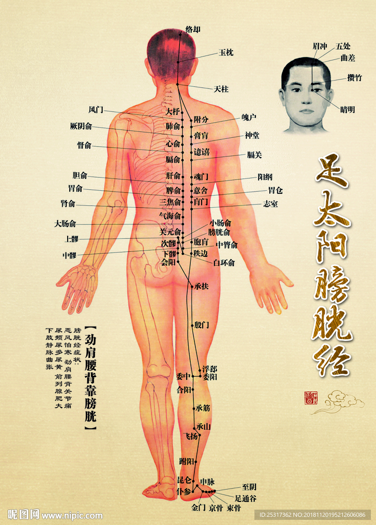 足太阳膀胱经