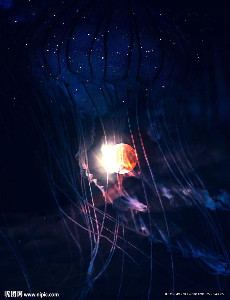 水母 鱼 海 水 动物 海洋