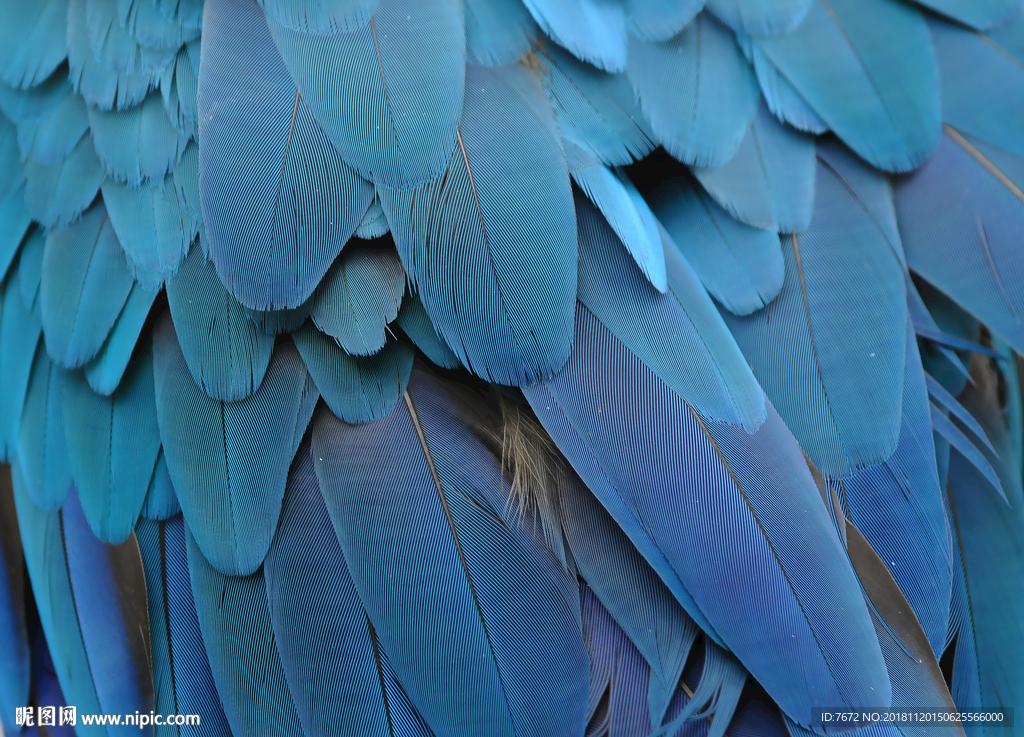 蓝色羽毛