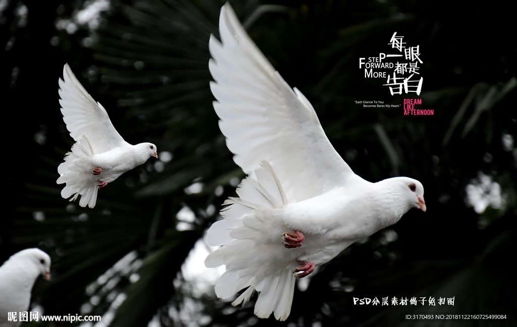 鸽子PSD分层素材
