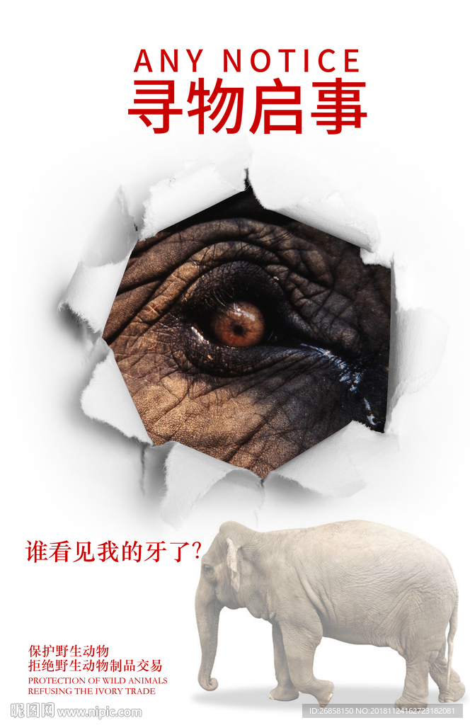 保护野生动物公益视觉画面