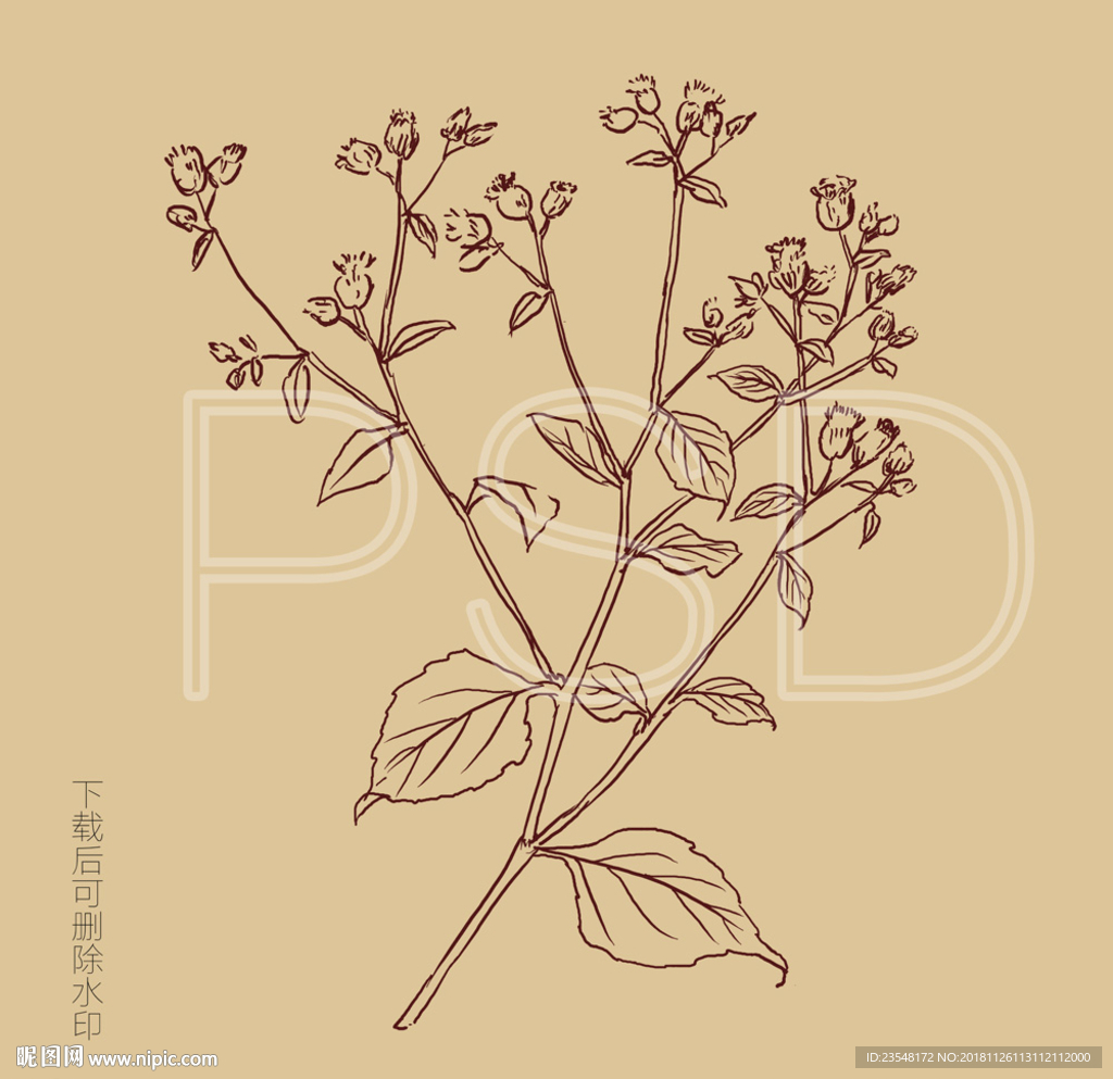 咸虾花