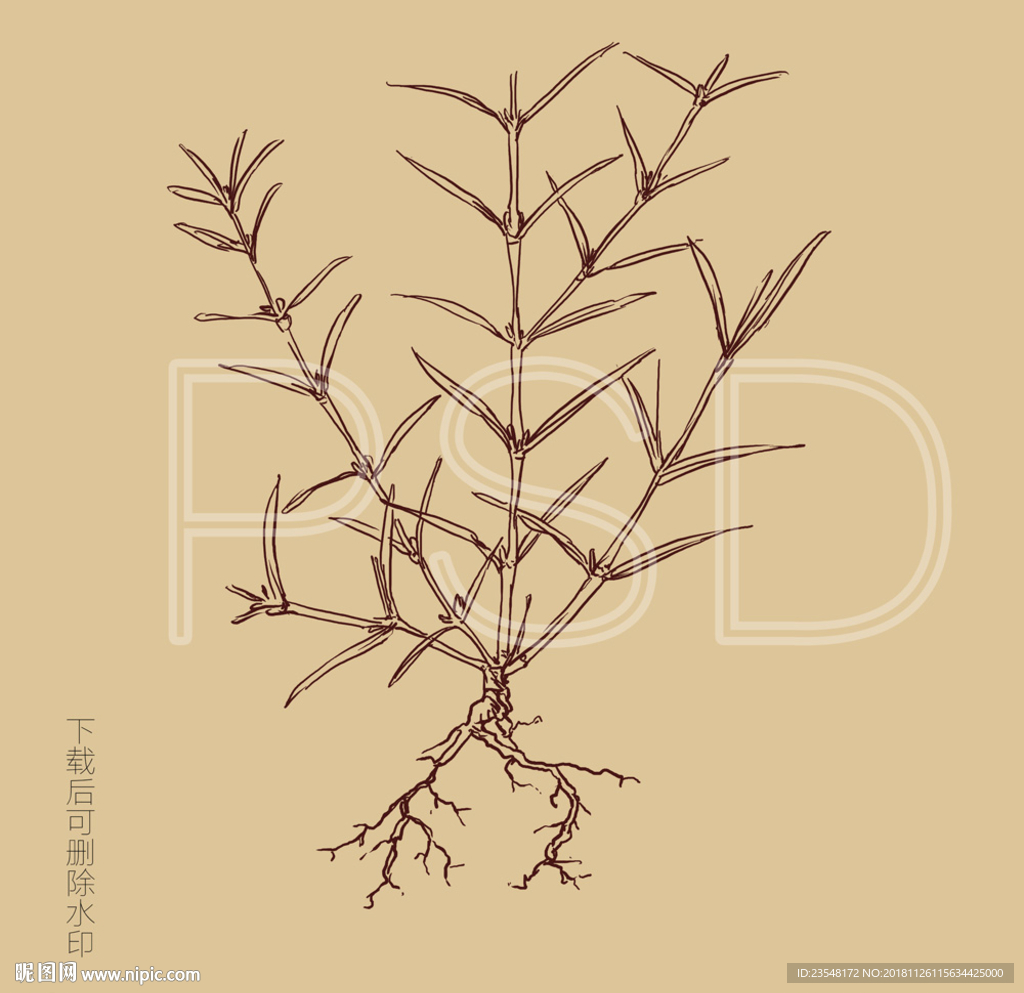 纤花耳草