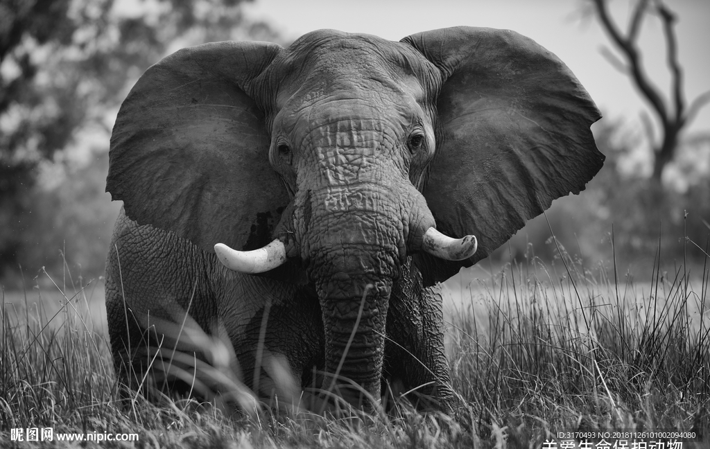 象 大象 关爱生命保护动物